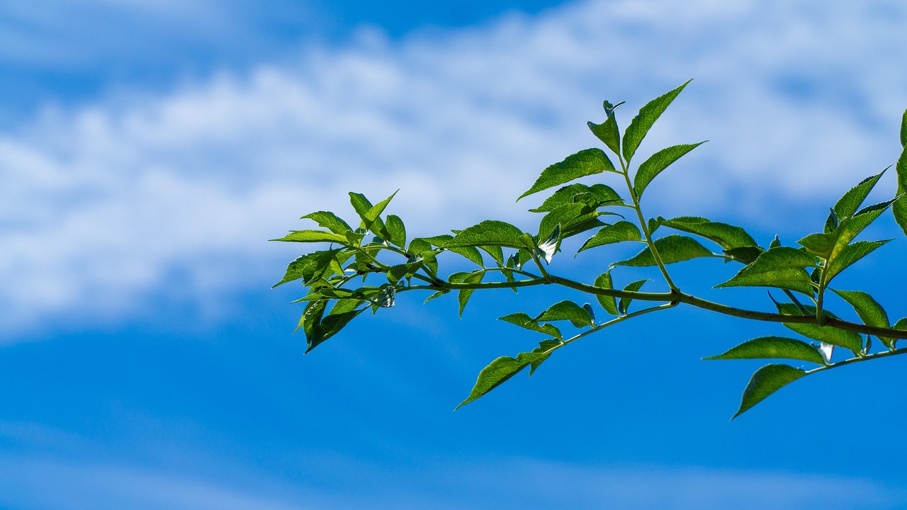 橘虞初梦 第8页